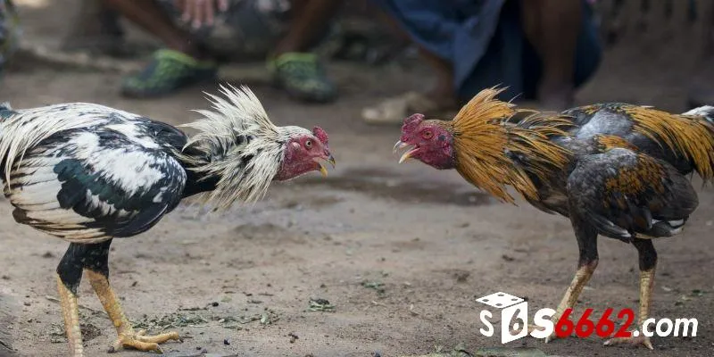 Bí quyết chọn gà chiến bài bản