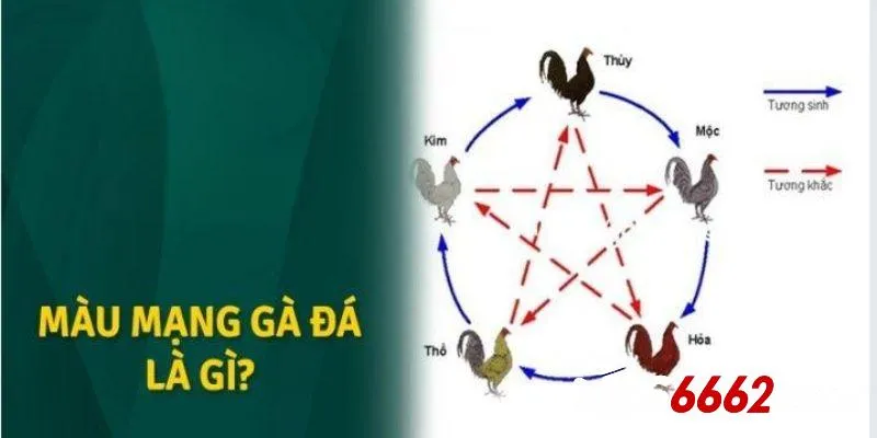 Giải thích màu mạng gà đá