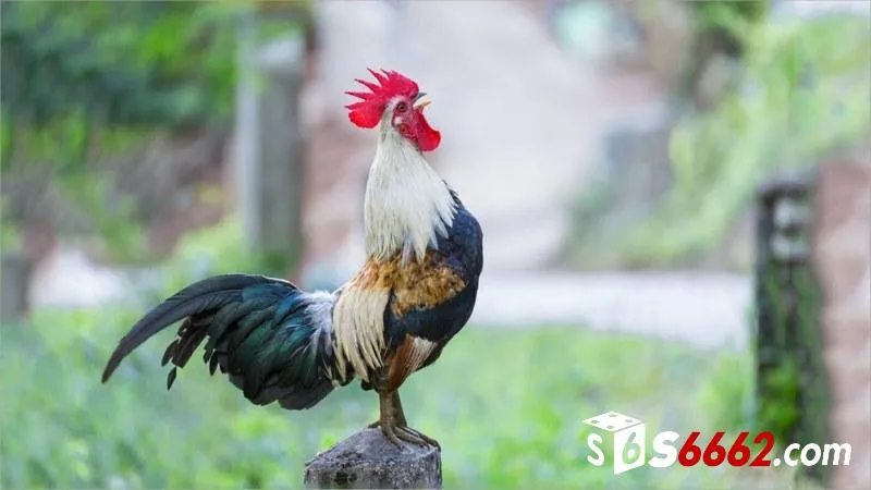 Giới thiệu chung về chọi gà tre