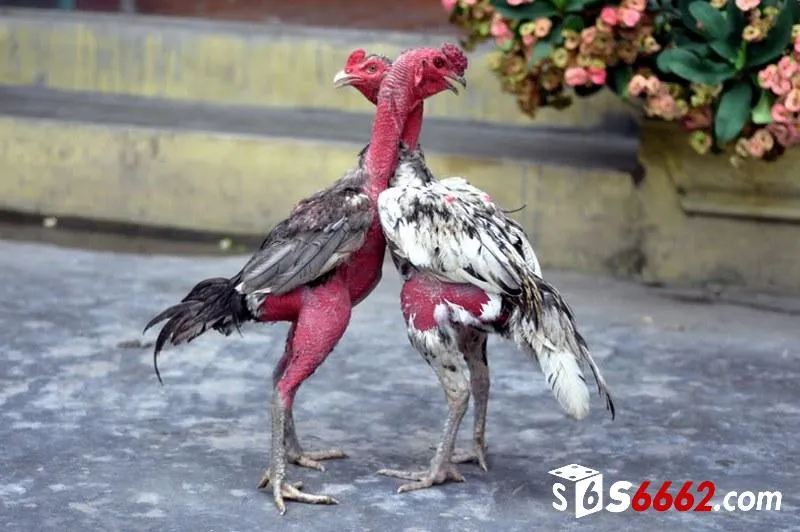 Hình thức chọi gà nòi phổ biến