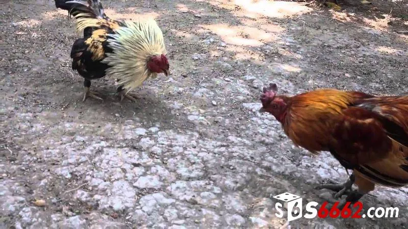 Luật chơi chọi gà tre dễ hiểu