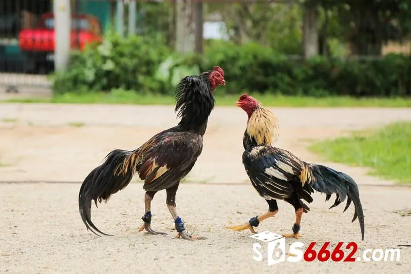 Luyện tập cho gà đúng cách - Mẹo nuôi gà đá hay