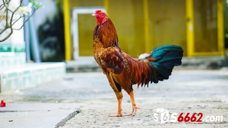 Mẹo nuôi gà đá qua chế độ dinh dưỡng