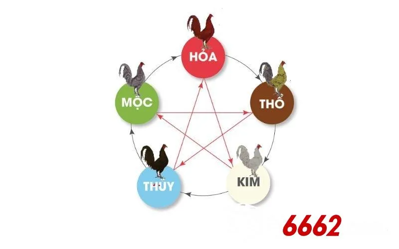 Giải thích về màu mạng gà đá